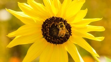 Bee over sunflower Wallpaper