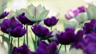 Tulipanes morados y blancos Fondo de pantalla