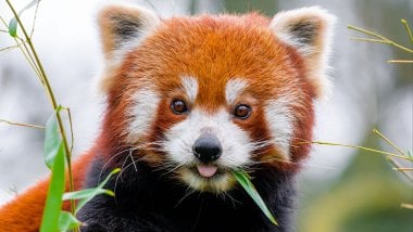 Panda rojo comiendo Fondo de pantalla