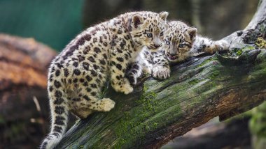 Snow leopards kittens Wallpaper