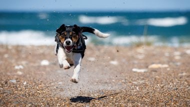 Perro corriendo en la playa Fondo de pantalla