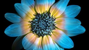 Blue sunflower petals Wallpaper