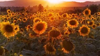 Sunflowers at sunset Wallpaper