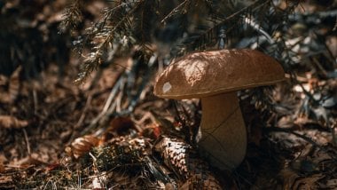 Mushroom in the wild Wallpaper