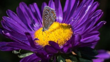 Mariposa sobre flor morada Fondo de pantalla