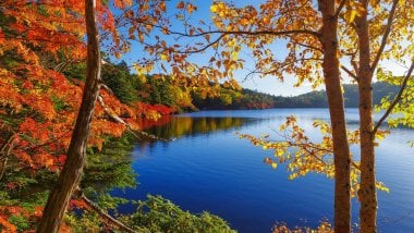Autumn in lake beside the forest Wallpaper