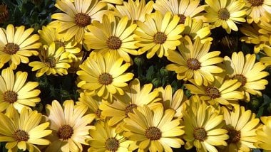 Flores amarillas Fondo de pantalla