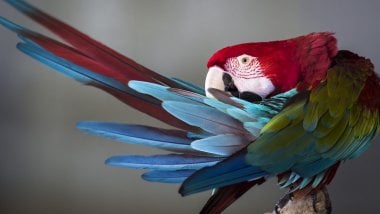 Colorful macaw Wallpaper