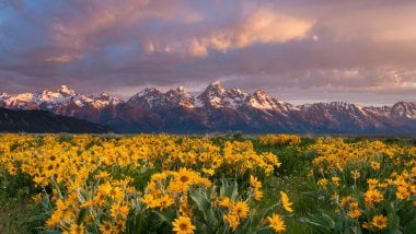 Campo de flores amarillas en las montañas Fondo de pantalla