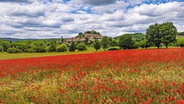 Red flower field next to town Wallpaper