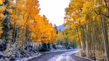 Road with trees during autumn Wallpaper