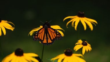 Mariposa sobre flor Fondo de pantalla