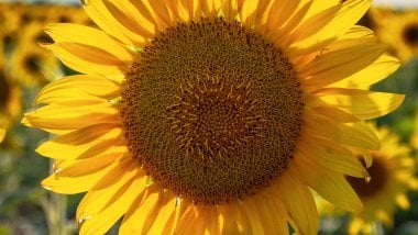 Sunflower Fondo ID:10871