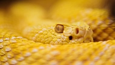 Serpiente de cascabel de Albino Fondo de pantalla