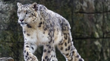 Leopardo de las nieves Fondo de pantalla