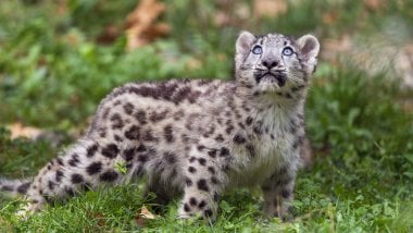 Snow Leopard Kitten Wallpaper