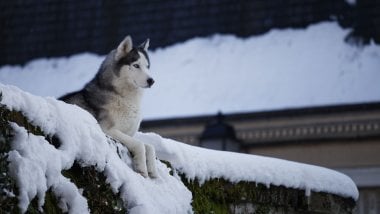 Husky en la nieve Fondo de pantalla