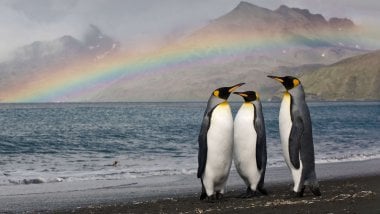 Pingüinos con arcoiris de fondo Fondo de pantalla