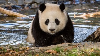 Panda in nature Wallpaper