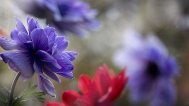 Flores Anemone Fondo de pantalla