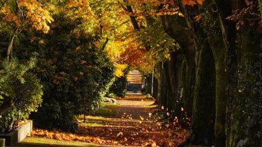 Path with trees during autumn Wallpaper