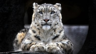 Leopardo de nieve Fondo de pantalla