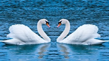 Love of swans Wallpaper