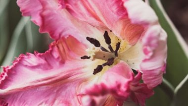 Pétalos de tulipan Fondo de pantalla