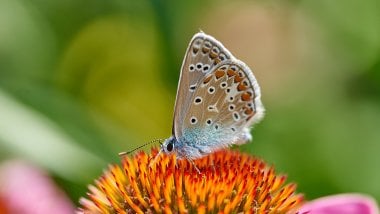 Butterfly Wallpaper ID:11336