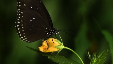 Mariposa Negra Fondo de pantalla