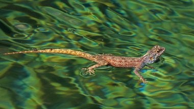 Lizard swimming Wallpaper