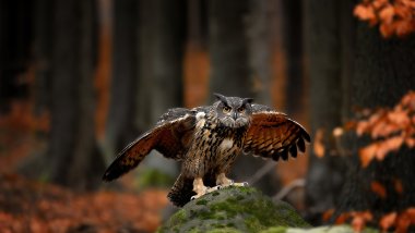 Owl with open wings Wallpaper