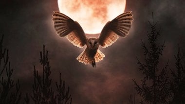 Owl with moon in background Wallpaper