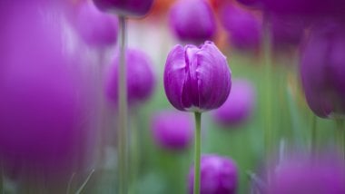 Purple tulips Wallpaper