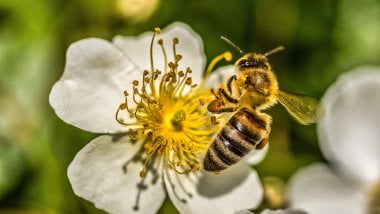 Bee on white flower Wallpaper