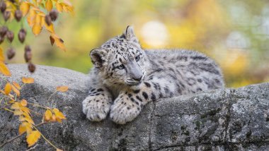 Snow Leopard laying down Wallpaper