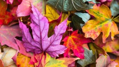 Maple leaves Wallpaper