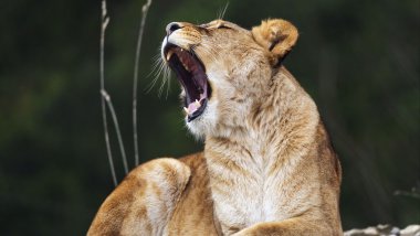 Lioness roaring Wallpaper