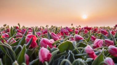 Tulip field at sunset Wallpaper