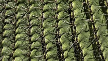 Espinas de cactus Fondo de pantalla