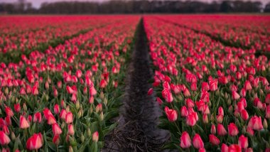 Campo de tulipanes rosas Fondo de pantalla