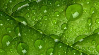 Green leaf with drops Wallpaper