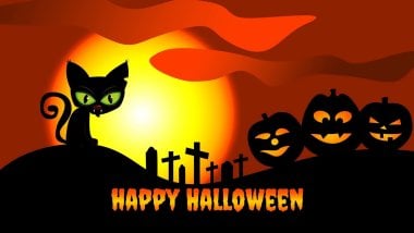 Halloween Gatito en calabaza Fondo de pantalla