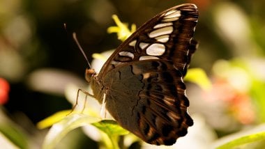 Butterfly Fondo ID:11836