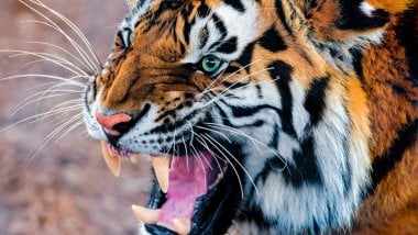 Tigre Wallpaper ID:11838