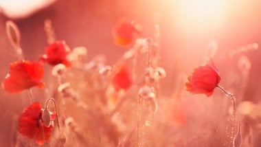 Poppies in the sunlight Wallpaper