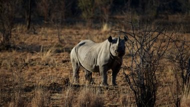 Rinoceronte Fondo de pantalla