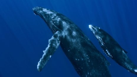 Ballena Fondo de pantalla
