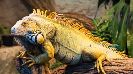 Iguana Fondo de pantalla