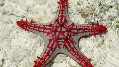 Sea Star Wallpaper